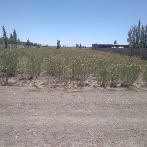 WhatsApp-Image-2025-06-04-at-17.38.16-2-1